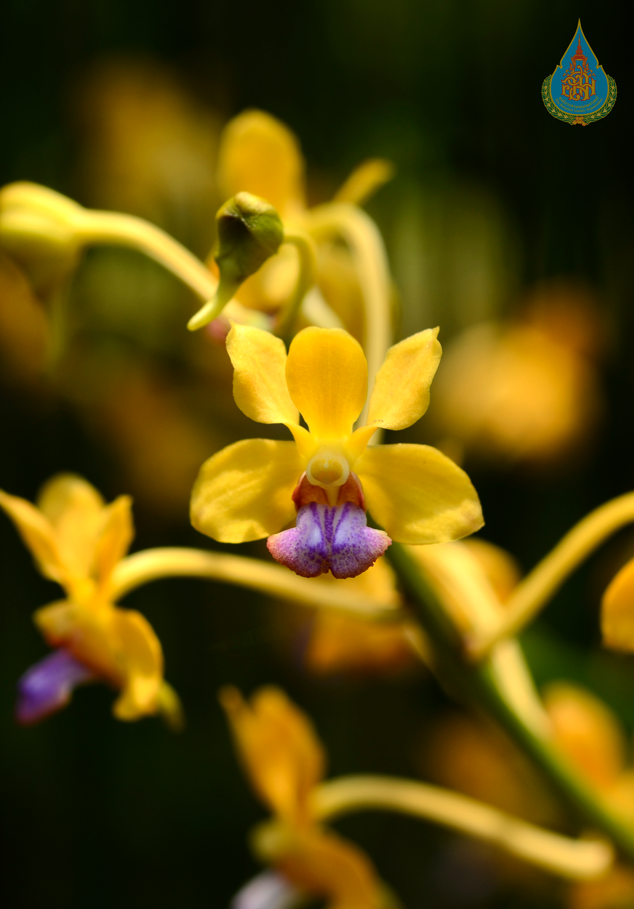 เข็มเหลือง Vanda testacea (Lindl.) Rchb.f.<br/>ORCHIDACEAE